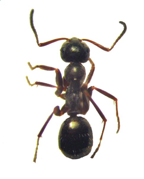 Полярный муравей