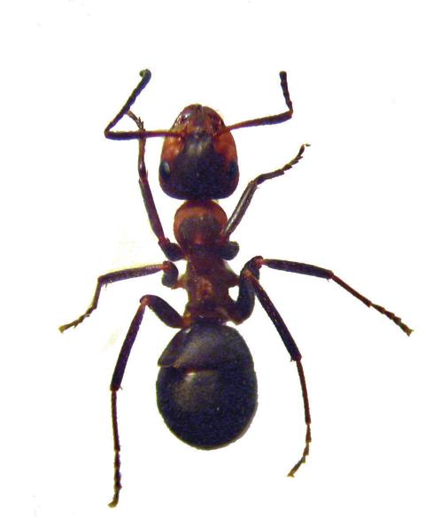 Волосистый лесной муравей