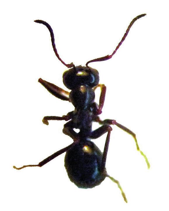 Блестящий болотный муравей