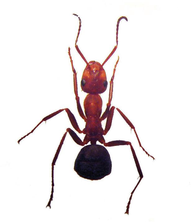 Красноголовый лесной муравей